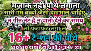 मज़ाक नही पौधे लगानापालना हैन बाहर जा सकतेपानी की टैन्शन तो लगाए 16 hardy tension free plants [upl. by Ecnarolf]