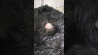 HOW TO TREAT A SEBACEOUS CYST ON A DOG [upl. by Wilkens]