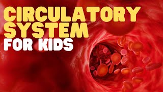 Circulatory System for Kids  Learn all about how blood travels through the body [upl. by Pandora]