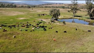 P161 La ganadería regenerativa Rancho Pueblo Viejo [upl. by Possing]