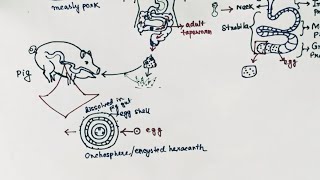 Taenia solium Lifecycle  Tapeworm  Taeniasis  Cysticercosis  English [upl. by Eanwahs792]