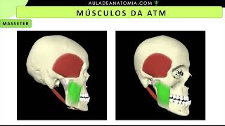 MÚSCULOS DA ATM medicina anatomia anatomy medico fisioterapia anato odontologia odonto [upl. by Reginald]