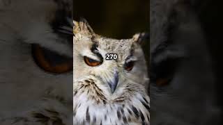 Why Owls Rotate Their Heads 270 DegreesOwls AnimalFacts FunnyFacts Wildlife naturelovers [upl. by Tess]