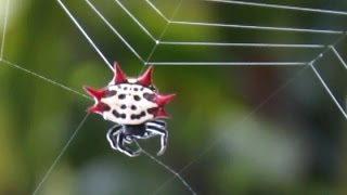 Spiny Orb Weaver Spider Spinning A Web [upl. by Nah613]