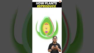 How do Plants Reproduce  Sexual Reproduction in Plants  Class 10 Science Biology Pollination [upl. by Atteugram980]