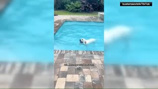 Viral dog loves swimming pool [upl. by Edan961]