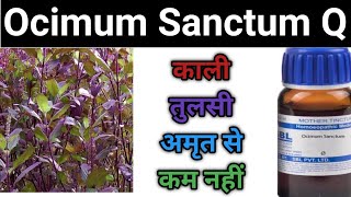 Ocimum sanctum q Ocimum sanctum mother tincture benefits in hindi [upl. by Yale]