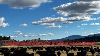 Se Acerca La Fecha Para Los Becerros Chicos 103124 [upl. by Harris]