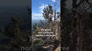 The longestlived trees in the WORLD Bristlecone Pine [upl. by Otit]