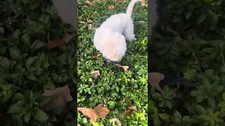 Lagotto romagnolo doing lagotto things [upl. by Banebrudge716]