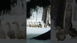 Geese Sounds geese in winter [upl. by Chaker416]