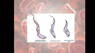 Life Cycle of Trypanosoma gambiense Causative agent of Sleeping Sickness [upl. by Nylsirhc854]