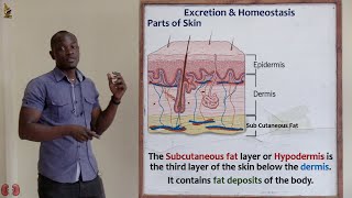 26 Sebaceous Gland and Subcutaneous Fat Layer Biology Form 2 [upl. by Aicined197]