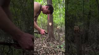 Viking Battle Axe vs Tree 🌲🪓 vikings axe cabin wood logger logcabin bushcraft outdoors [upl. by Elnukeda]