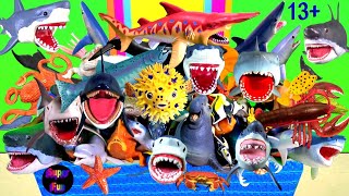 Sea Animals  Sharks Whales Fish Shellfish Cephalopods Turtles Crustaceans Rays 13 [upl. by Heyra]