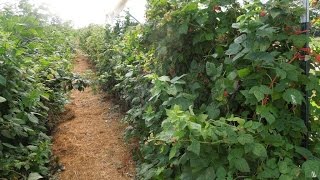 Growing raspberries in high tunnels [upl. by Einolem90]