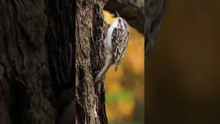 Treecreeper birds wildlife [upl. by Bernadine]