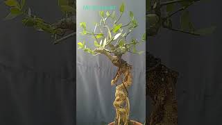 Expose root style Bonsai [upl. by Sesmar277]