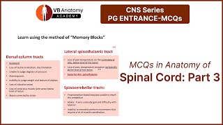 MCQs on Anatomy of Spinal cord Part 3 [upl. by Peadar1]