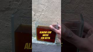 Using almond leaf water for bettas tipsandtricks bettabreeding bettaburdigala [upl. by Arret]