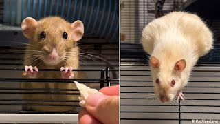 Pet rats want to eat 😄🐀🐁 [upl. by Aba260]