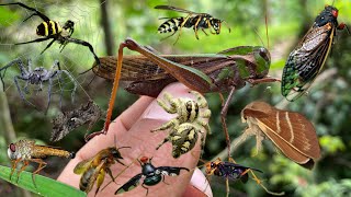 hunting beautiful insects on the planet [upl. by Akenet]