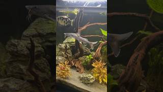 Stormii Catfish is getting BIG [upl. by Bencion]