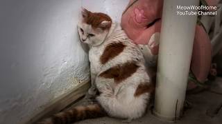 A 10yearold cat abandoned stays at the owners door unwilling to leave [upl. by Raymond]