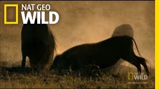 Surprise Lion Attack  Nat Geo Wild [upl. by Maxine]