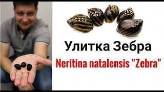 Улитка Зебра Neritina Zebra [upl. by Edette736]