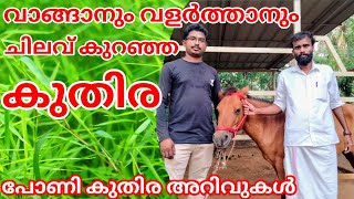 പോണി കുതിരകളുടെ മുഴവൻ വിവരങ്ങളും  Pony horse for sale in kerala  Farming Malayalam by Dinesh [upl. by Minnie]