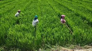 Male female paddy flowering time  ఆడ మగ వరి దులపడం [upl. by Terina]