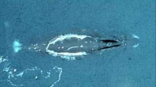 Bowhead Whale Song [upl. by Barnard]