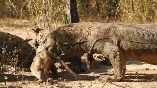 Komodo Dragon Vs Giant Monkey [upl. by Donnenfeld]