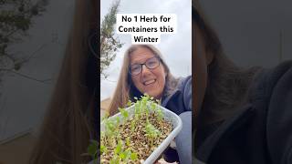 No 1 Herb for Containers this Winter UK Zone 8 containers containergardening herbs [upl. by Quartas]