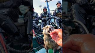 CUTE otter rescue by fishermen🌊🦦 [upl. by Airdnassac]