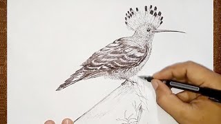 How to draw Hoopoe  Bird Drawing [upl. by Wilsey714]