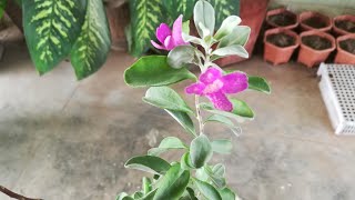 Texas Ranger Leucophyllum frutescensHow to Grow and Care [upl. by Epuladaug]