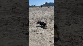 Sunday Smores Day 7142024 Pacifica corgi beach puppylife corgilife [upl. by Ahsetan]