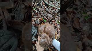 What is this mushroomThe Mushroom Era asmr wildmushrooms [upl. by Odlanyar]