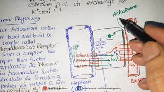 Potassium Sparing Diuretics Mechanism of Action Aldosterone Antagonsits and ENaC Blockers [upl. by Uzzial]