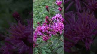 Ironweed [upl. by Bekaj]