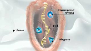 Ciclo do Virus da Aids [upl. by Jeff]