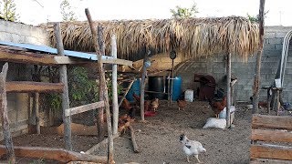 Proyecto Huevos Ecológicos en Castañuelas Rep Dominicana [upl. by Camroc]