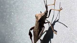 Leaf footed bug flyaway [upl. by Ellerehc150]