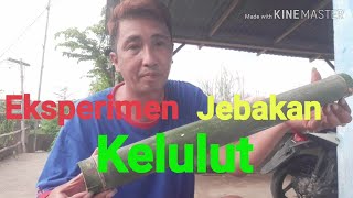 Eksperimen jebakan kelulut [upl. by Calbert]