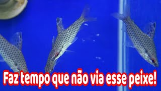 Peixe Amazônia que estava sumido peixe Chilodus [upl. by Dranal]