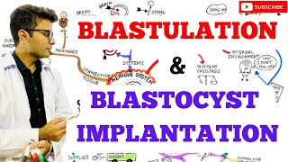 Blastulation  Blastocyst Implantation [upl. by Waylen]