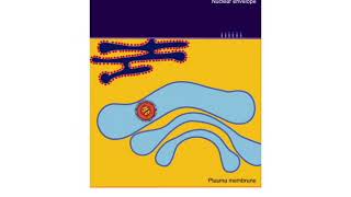 Passage of a herpesvirus capsid through the nuclear envelope and release from the cell [upl. by Perkoff618]