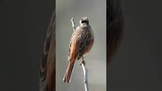 風の中のホオジロ♀Emberiza cioides♀Bunting in the wind♀Emberiza cioides♀231野鳥shorts [upl. by Lundt999]